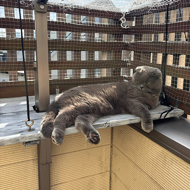 greycatsさんの部屋