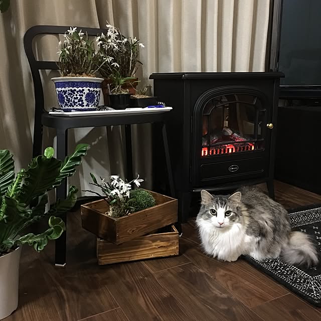 regulusさんの実例写真