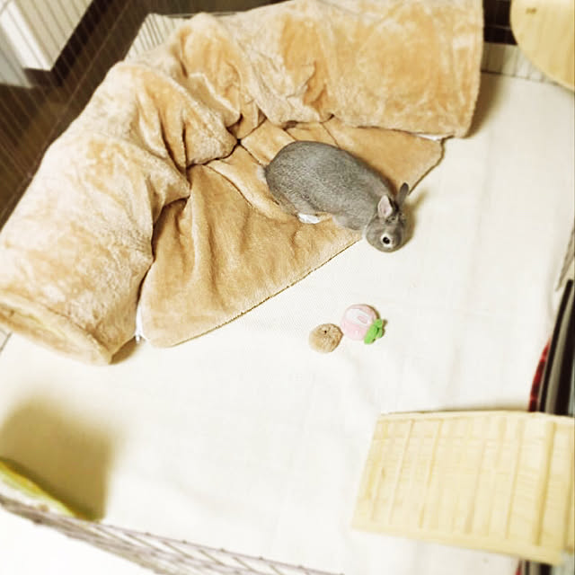 部屋全体/サークル/うさぎのインテリア実例 - 2018-08-25 01:05:05