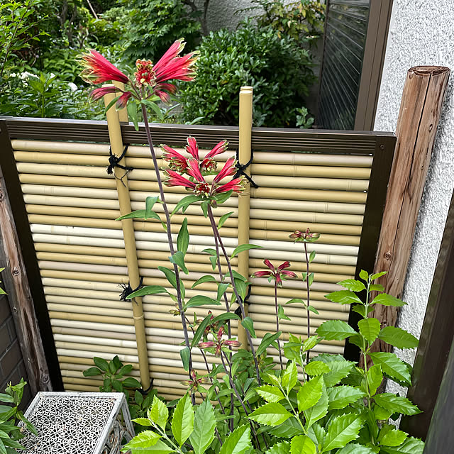 mamizaさんの実例写真