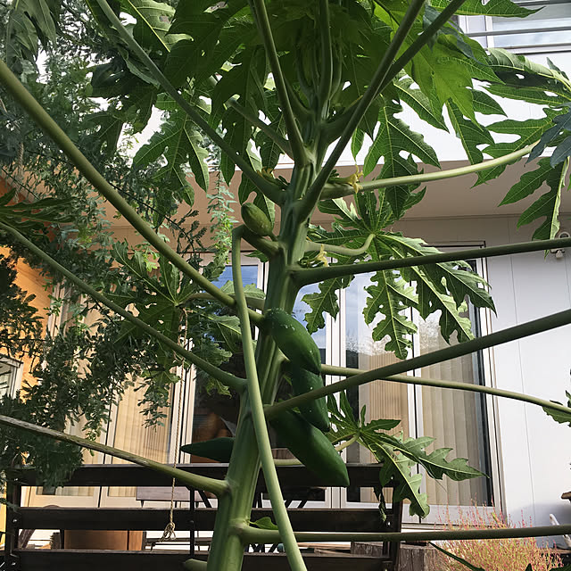 pitaさんの実例写真