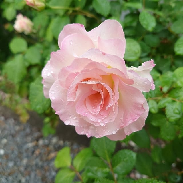 fleur-mamanさんの部屋