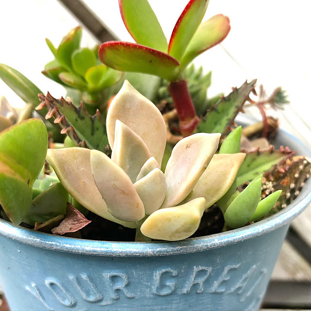 **yuu**さんの実例写真