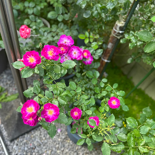 miruさんの部屋