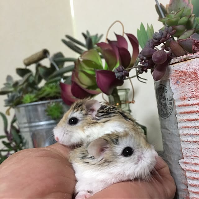 Jackyさんの実例写真