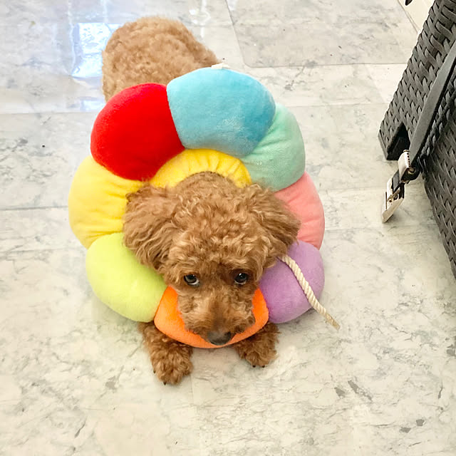 MOMOMAMAさんの実例写真