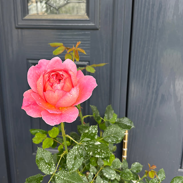 choさんの実例写真