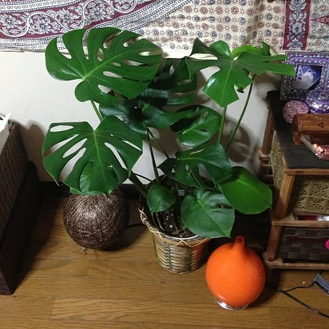 部屋全体/植物のインテリア実例 - 2013-09-25 01:09:22