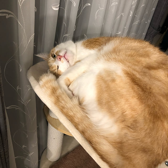 aukappaさんの実例写真