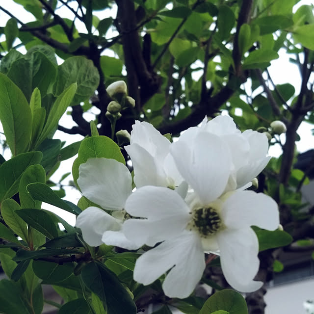 Green-appleさんの実例写真