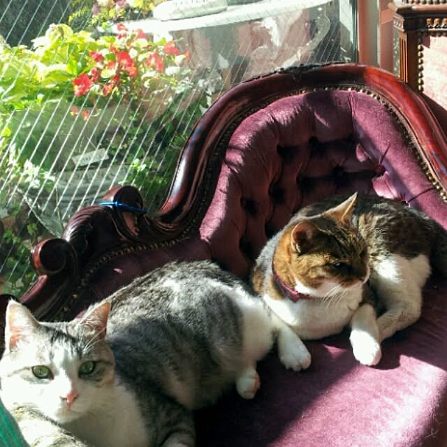 emmyyさんの実例写真
