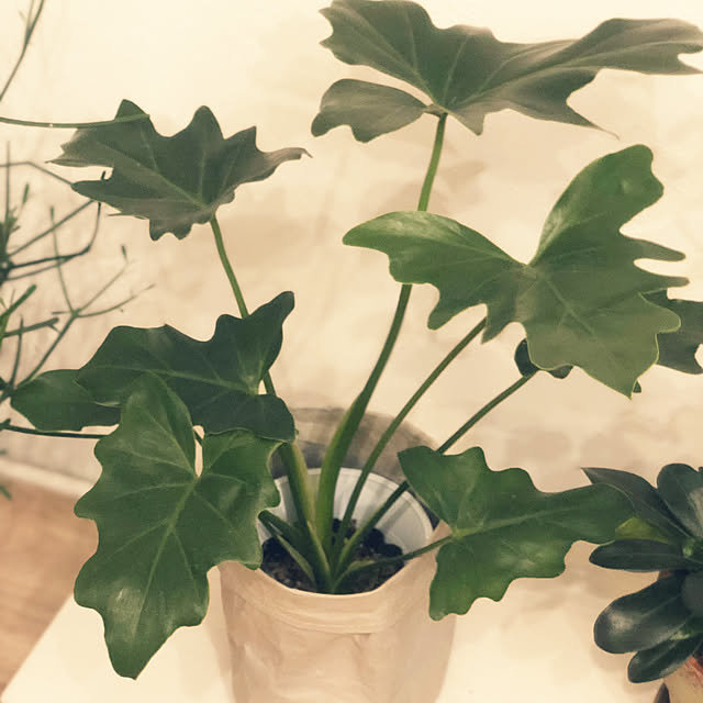 sashiさんの部屋