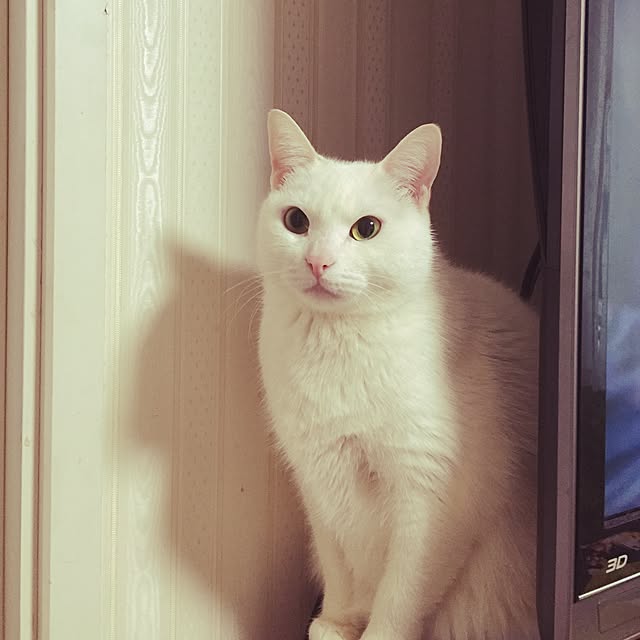 hiro_mashさんの実例写真