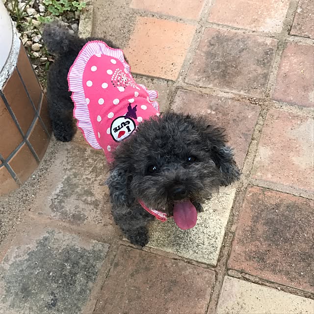 makkoさんの実例写真