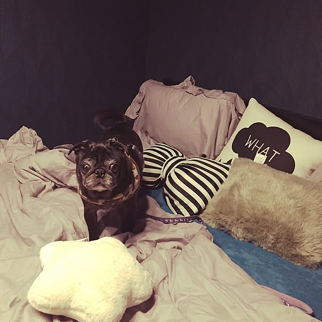 pugholicさんの実例写真