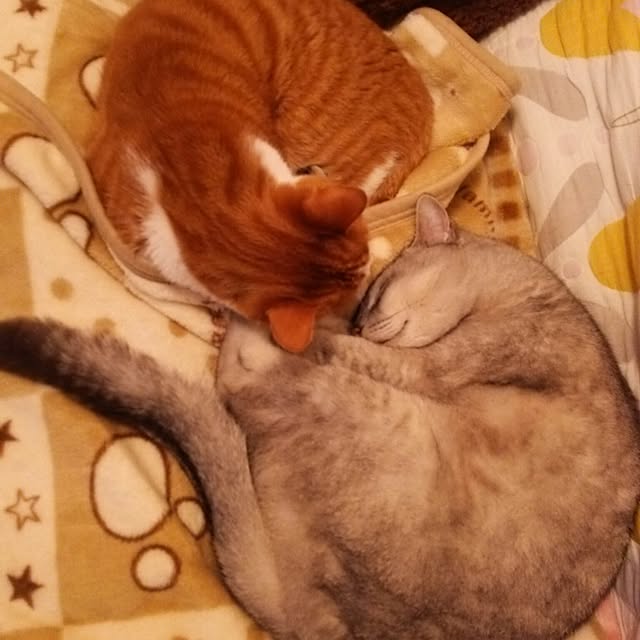 tamacharouさんの実例写真
