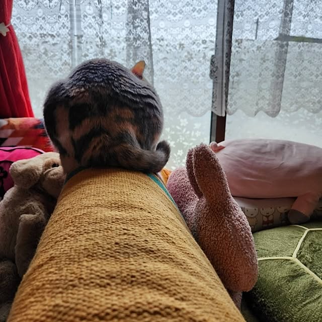 kumutanさんの実例写真