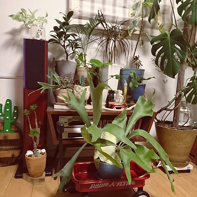 natuさんの実例写真
