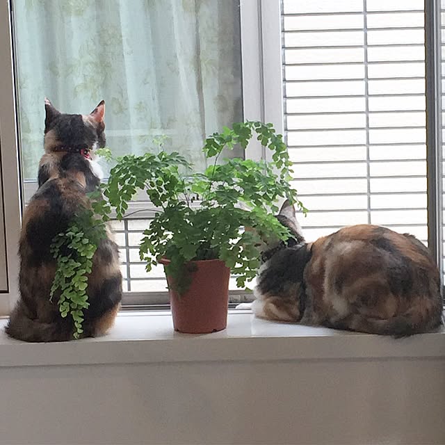 yokopiさんの実例写真