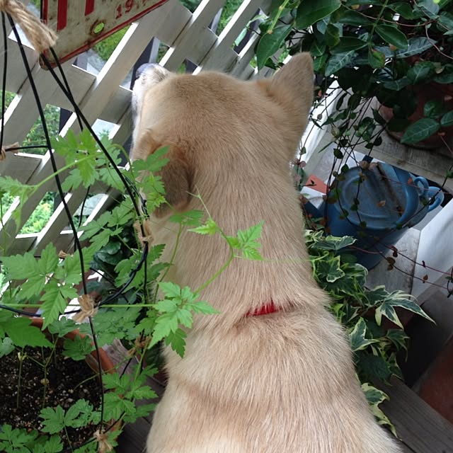leonaさんの実例写真