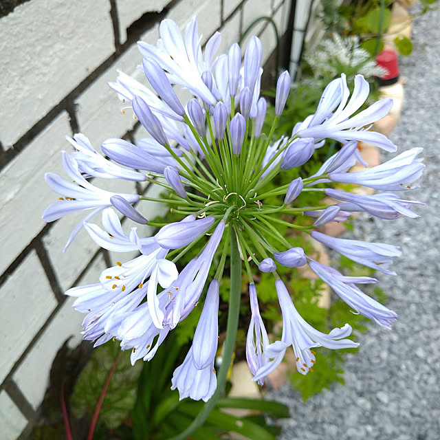 corocoro2525さんの実例写真