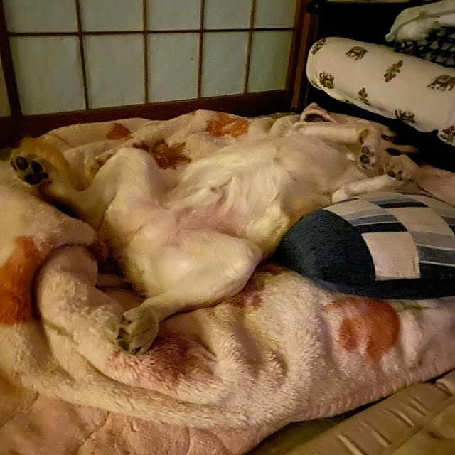 cherryさんの実例写真