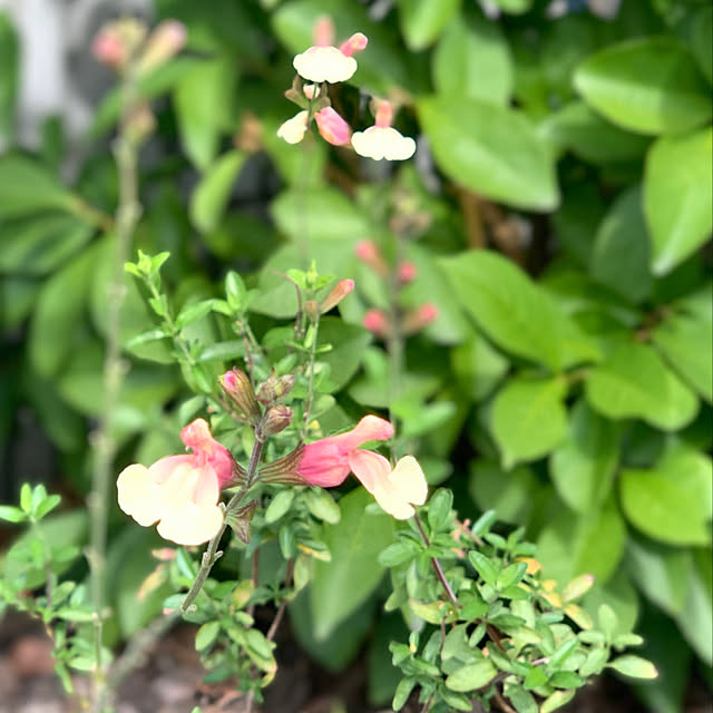 yukarin-gardenさんの実例写真