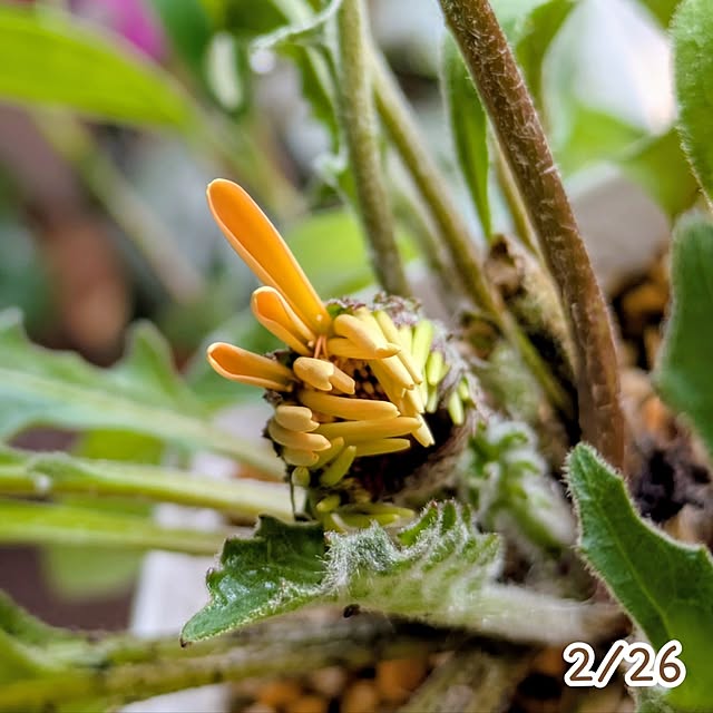 mi-saさんの部屋