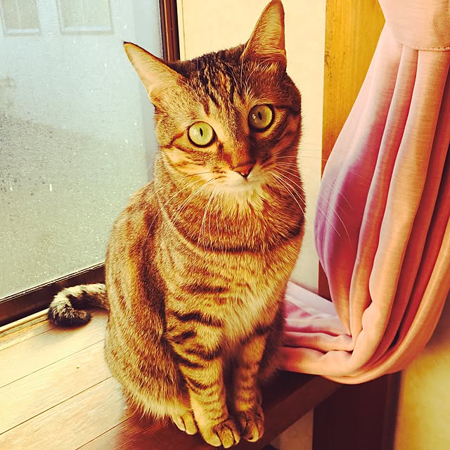 MASAさんの実例写真