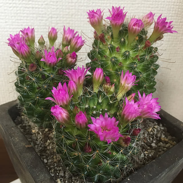Ryokoさんの実例写真