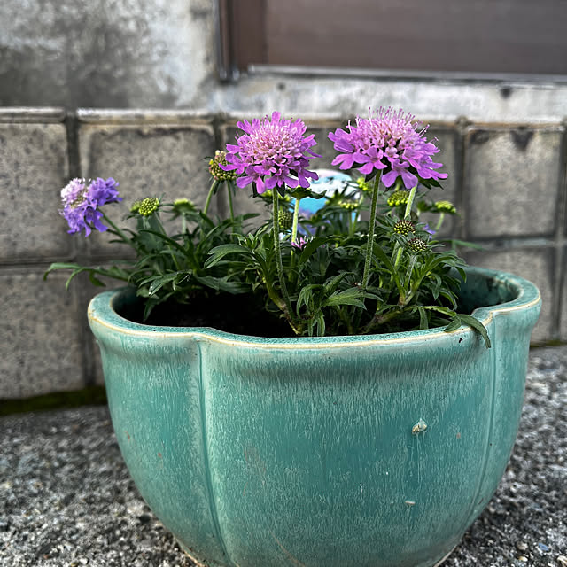 eshinobumさんの部屋