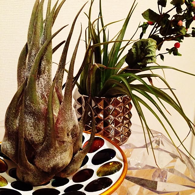mt_hippoさんの実例写真