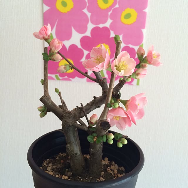 部屋全体/植物/北欧/ナチュラル/一人暮らしのインテリア実例 - 2016-02-26 12:36:25