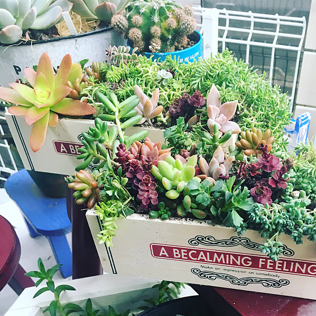cafelapinさんの実例写真