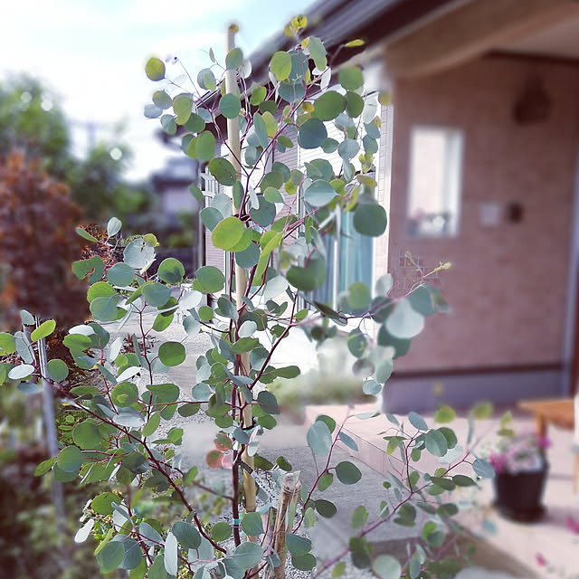 ayanasu.321さんの実例写真