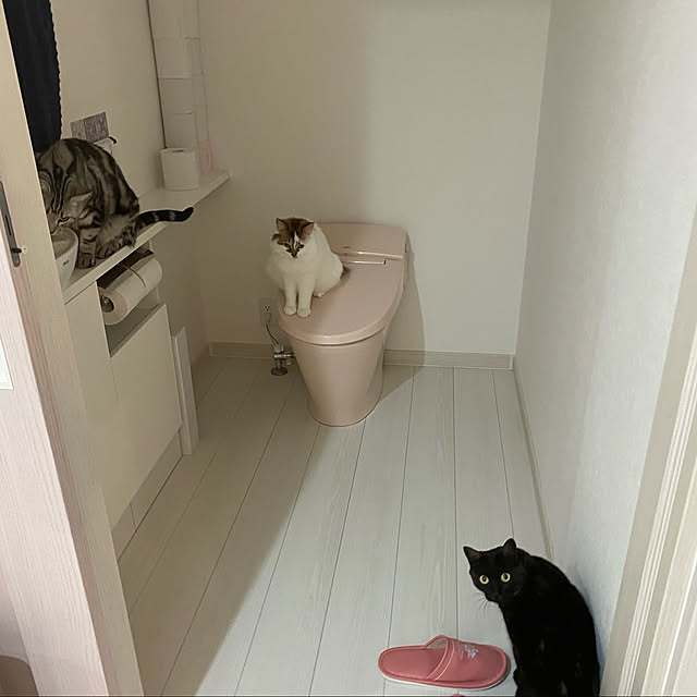 ねこのいる日常/バス/トイレのインテリア実例 - 2021-11-08 00:30:02