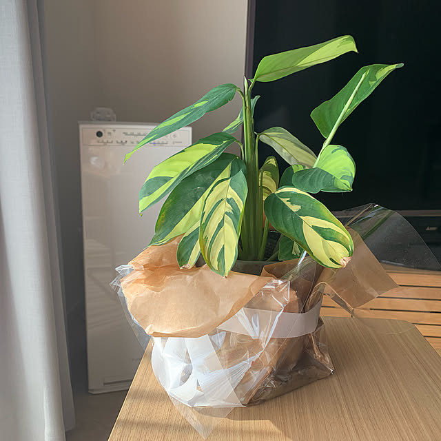 実例写真