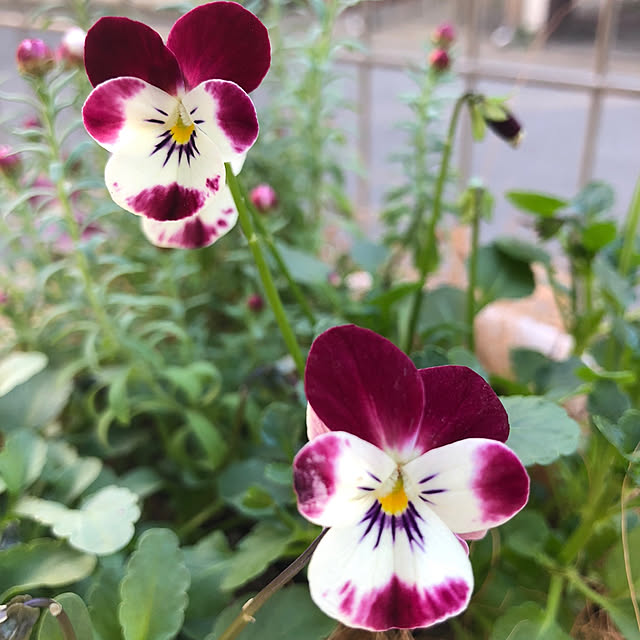 nakabaさんの実例写真