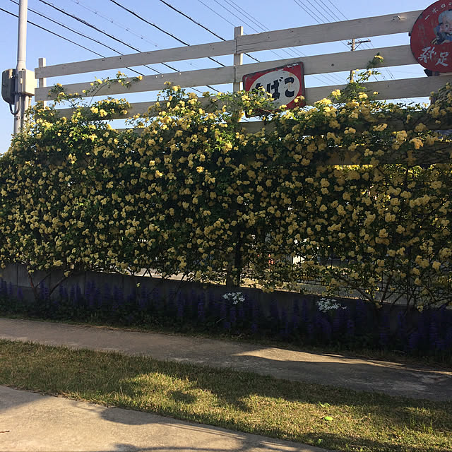 ayaさんの実例写真