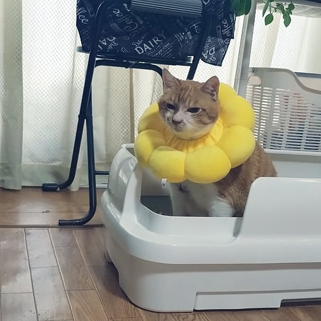 NOAHさんの部屋