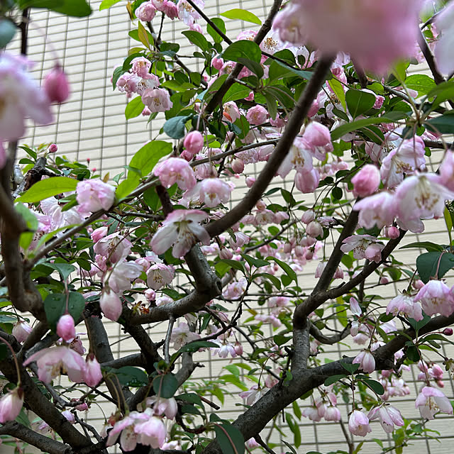 happy-sachiさんの実例写真