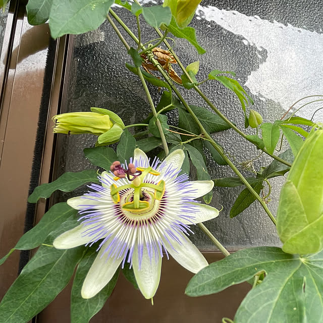 buchiさんの部屋