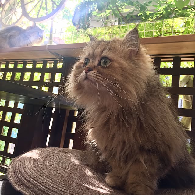 butachanさんの実例写真
