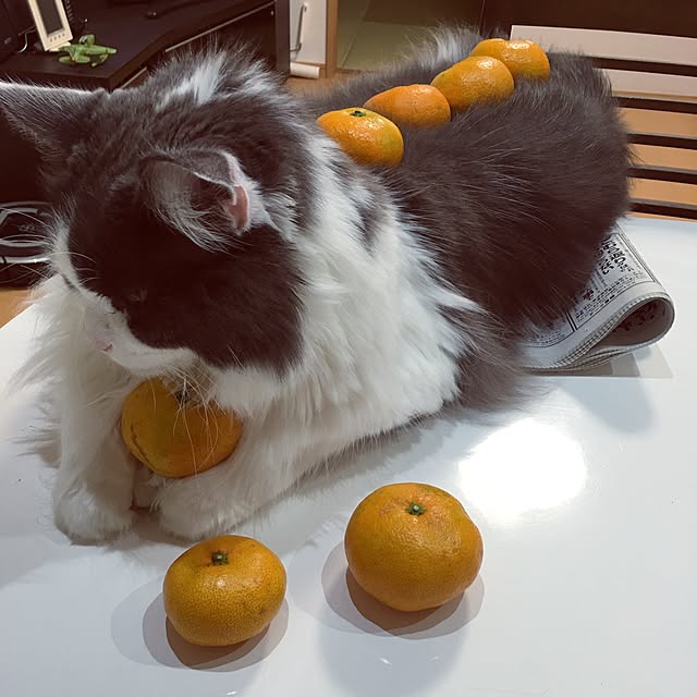 yucky_rioさんの実例写真