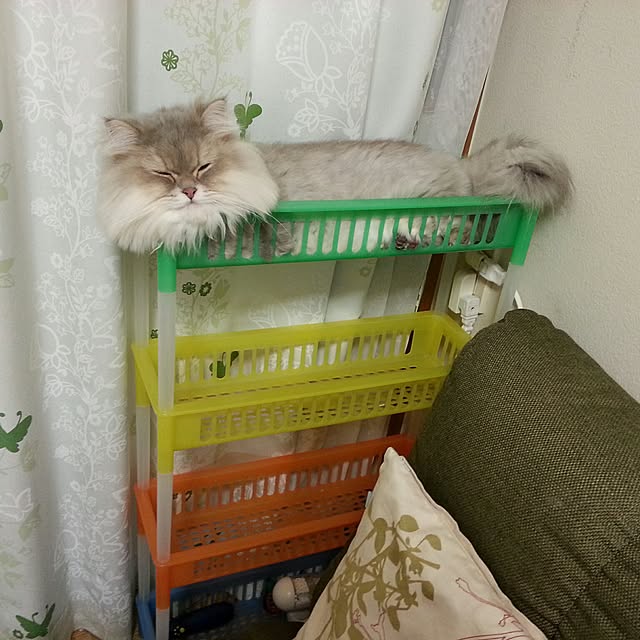 mistycatさんの実例写真