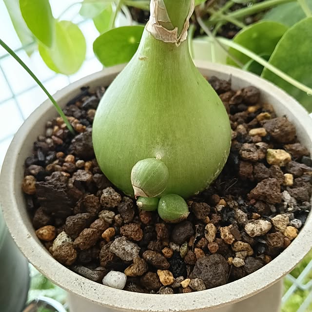 wanidaさんの部屋