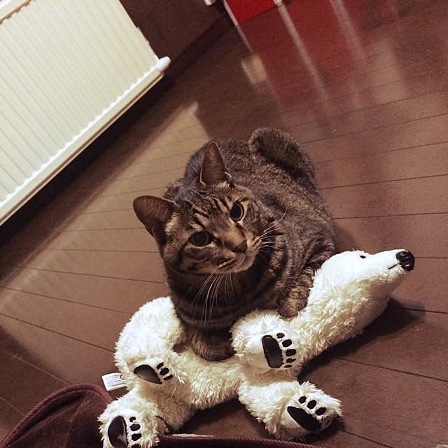 maiさんの実例写真