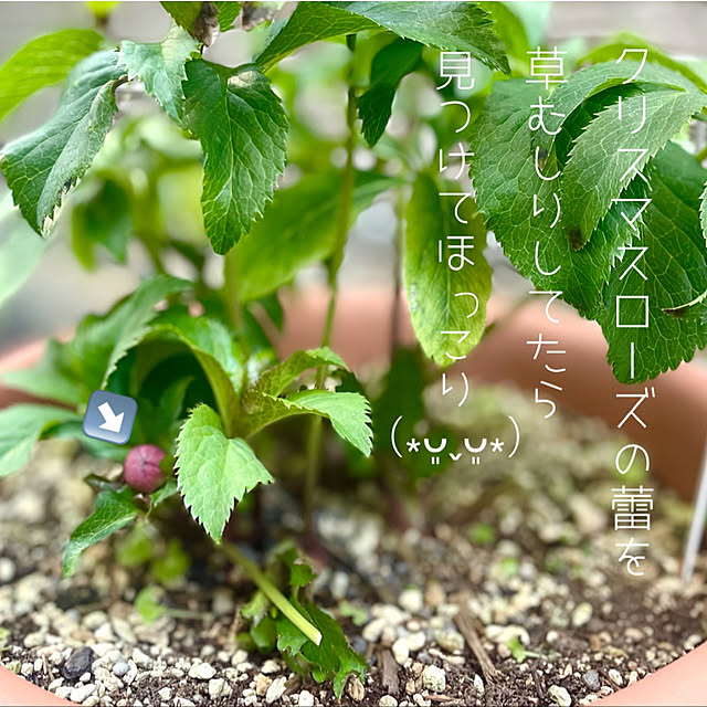 mo-nosukeさんの実例写真