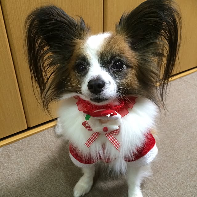 chieさんの実例写真