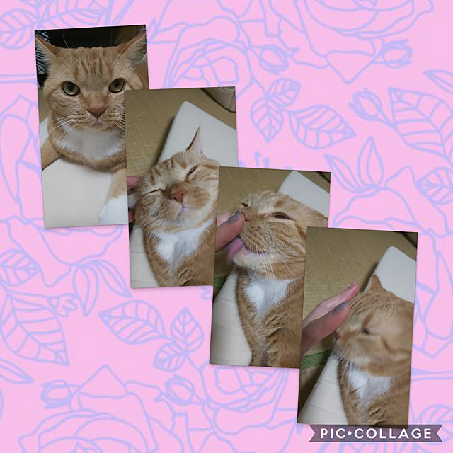 toramamaさんの実例写真